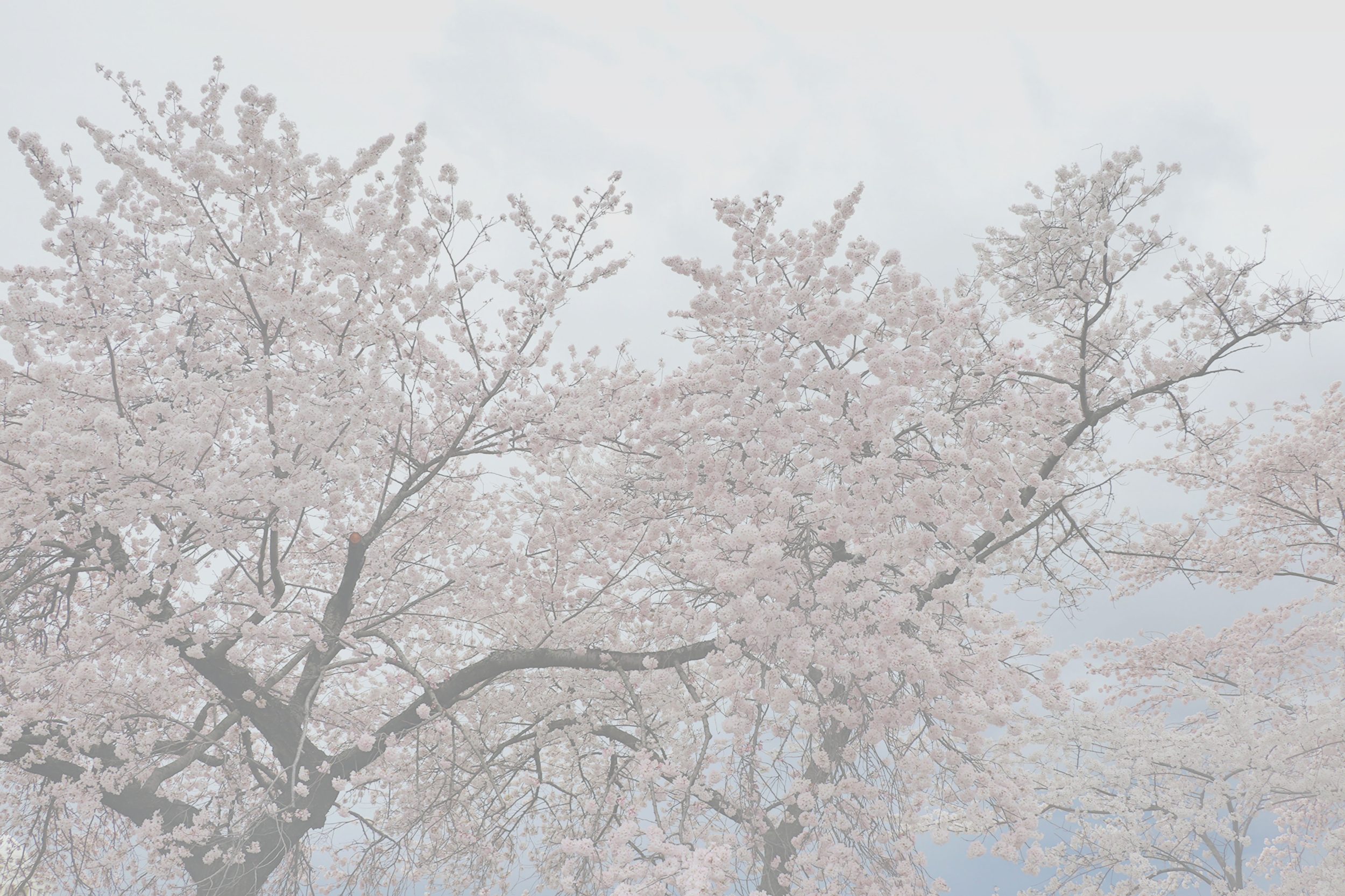 Beauty Behind Bars poetry header 2