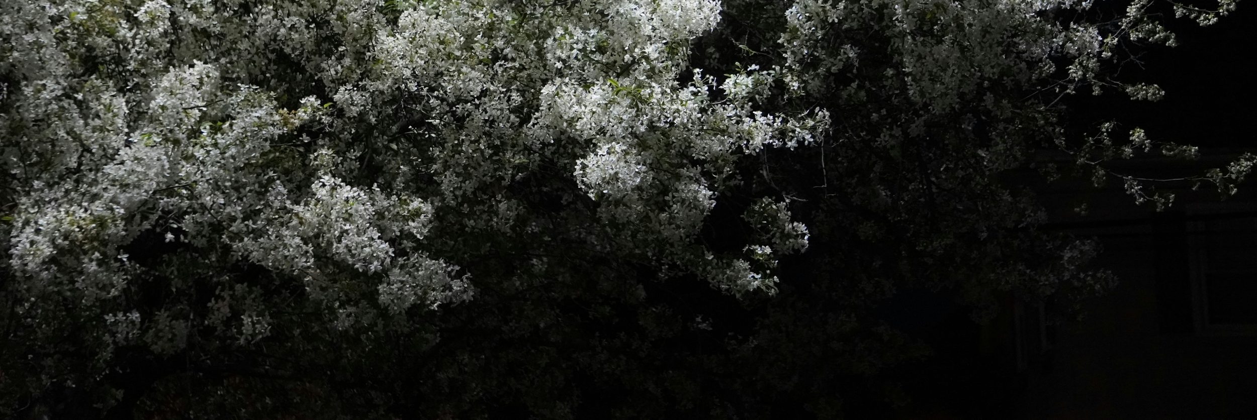 Daniels header 1