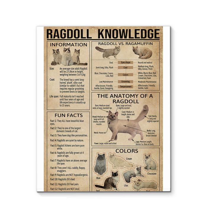 Ragdoll Cat Knowledge Canvas