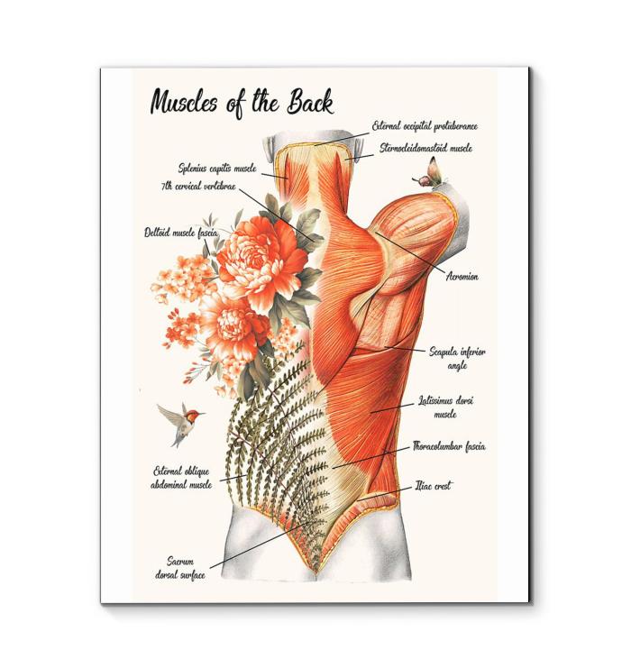Muscle Of The Back Anatomy Canvas