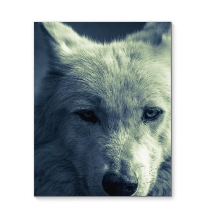 White Wolf Art Canvas