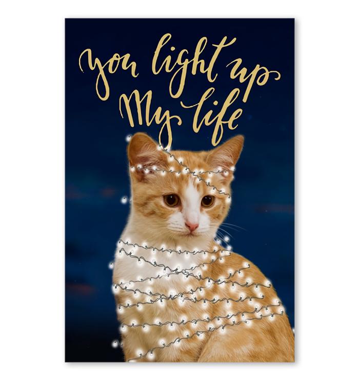 You Light Up My Life Cat Poster
