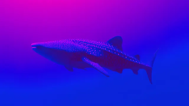 Whale Shark Swimming In Neon Blue Void wallpaper on Pixipics