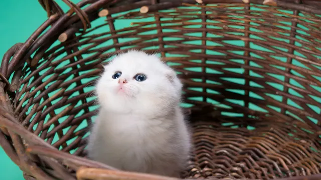 White Kitten In Wicker Basket Cute Pet Portrait wallpaper on Pixipics