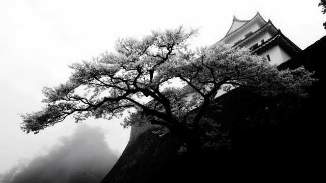 Samurai Japan Himeji Castle Cherry Blossom wallpaper on Pixipics