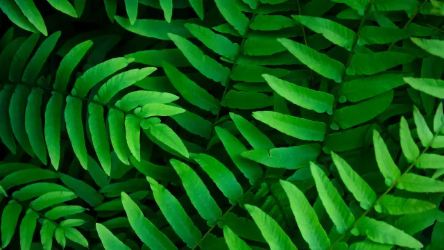 Vibrant Green Fern Foliage Closeup wallpaper on Pixipics