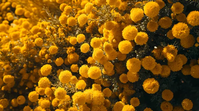 Beautiful Yellow Flowers Aesthetic wallpaper on Pixipics