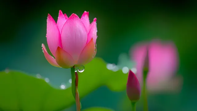 Lotus Bloom Pink Flower Nature wallpaper on Pixipics