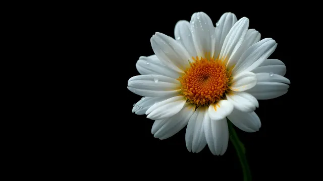White Daisy Flower wallpaper on Pixipics