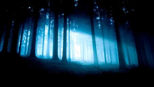 Blue Mist Forest Eerie Light Rays wallpaper on Pixipics