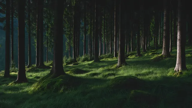 Dark Enchanted Forest Mossy Ground With Sunlight wallpaper on Pixipics