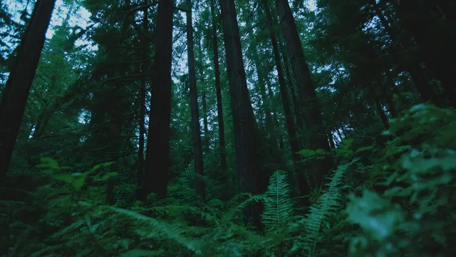 Dark Forest Lush Green Undergrowth Tall Trees wallpaper on Pixipics