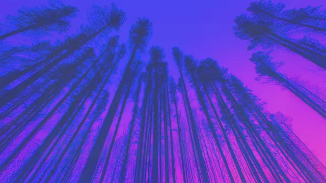 Forest Trees Silhouettes Against Neon Purple Sky wallpaper on Pixipics