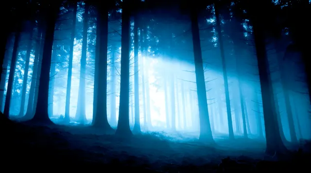 Mystic Blue Forest Light Beams Gif wallpaper on Pixipics