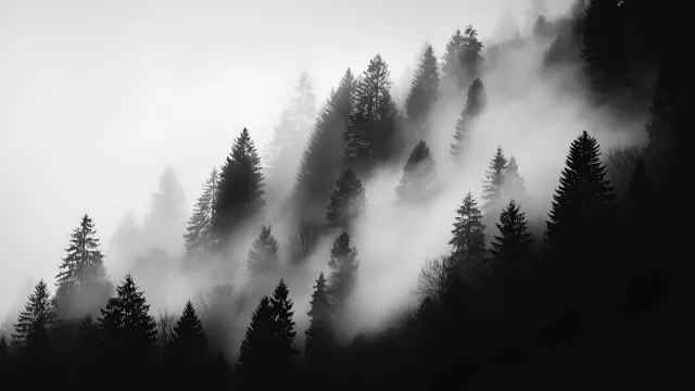 Nature Mysterious Foggy Forest With Pine Trees wallpaper on Pixipics