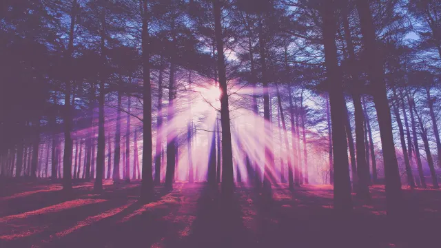 Sunlight Streaming Through Pine Trees Pink Haze wallpaper on Pixipics