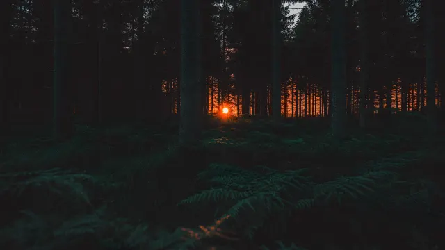 Twilight Woods Orange Sun Hiding Behind Pines wallpaper on Pixipics