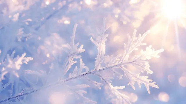 Frosty Winter Snowflake wallpaper on Pixipics