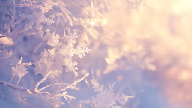 Frozen Winter Wonderland wallpaper on Pixipics