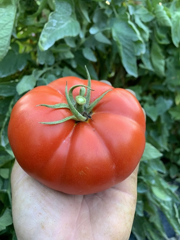 Rich Hill Farms