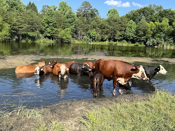 Holliday Farms