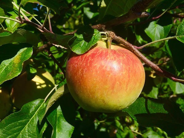 Green Bench Orchard