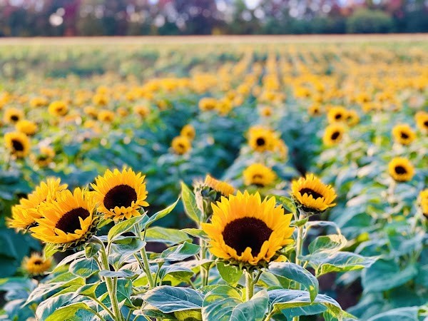 Tranquillity Farms