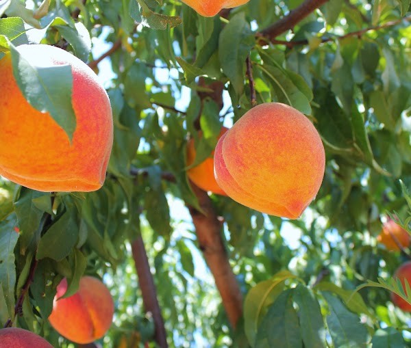 Lightsey Farms