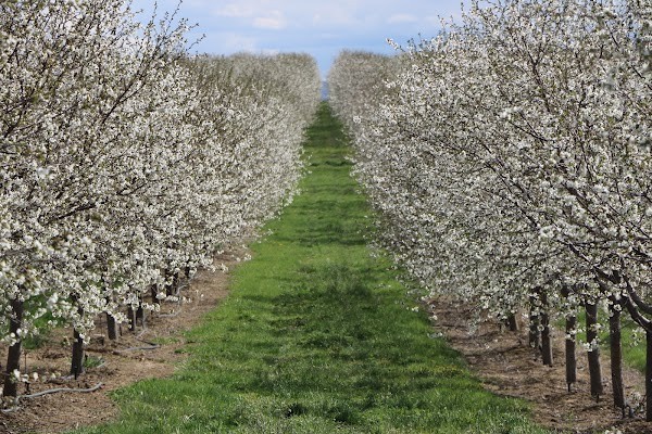 Cherry Hill Farms