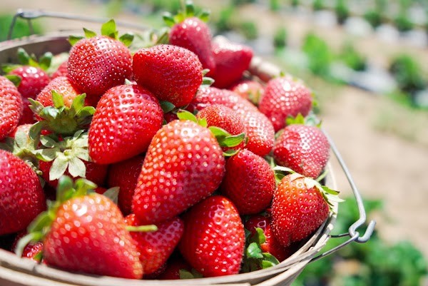 Five Cousins Strawberry Patch