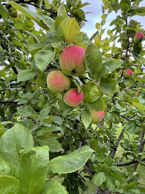 U-pick Apple Orchard