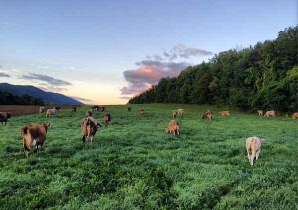 Cricket Creek Farm