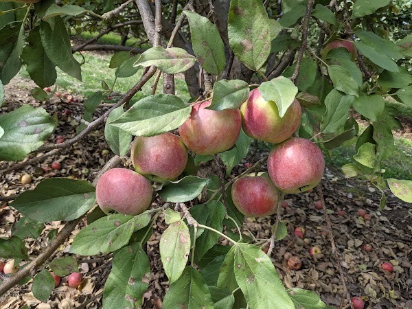 Hoversten Orchards