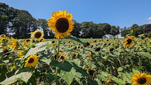 Maplewood Farm