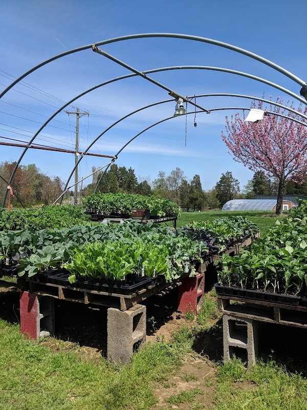 Yankey Farms