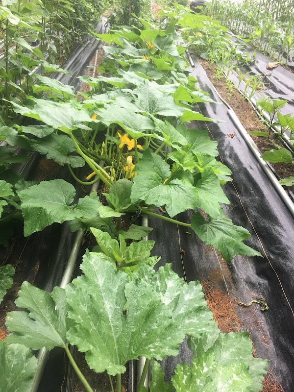 Fairbanks Farmstand