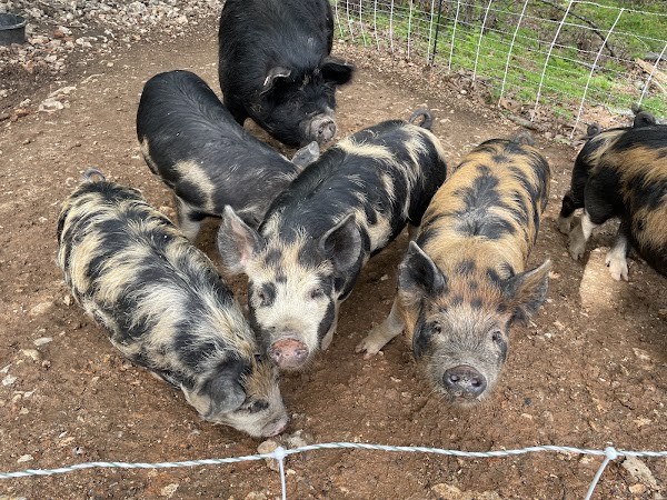Tuckaway Farm