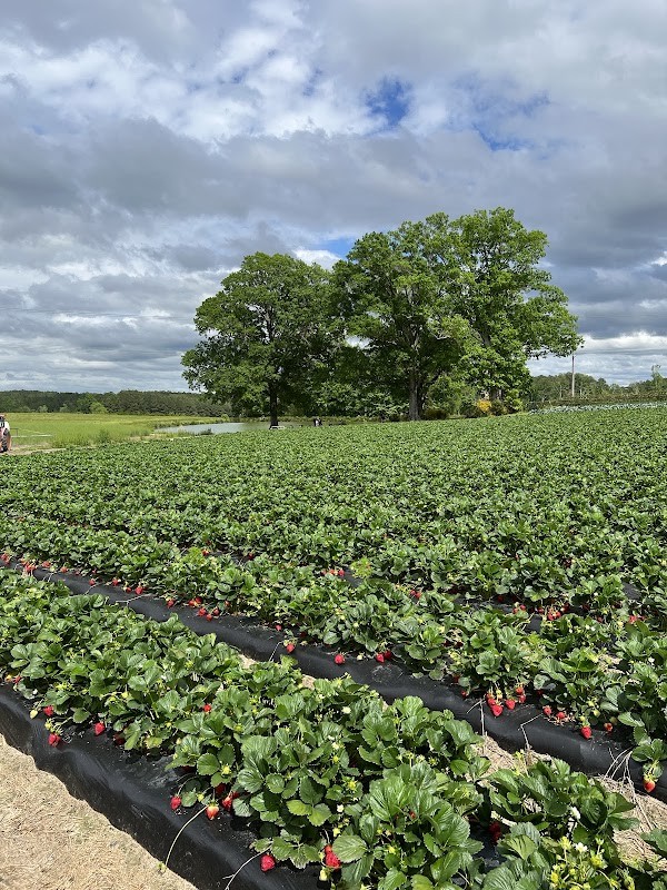Lyon Farms