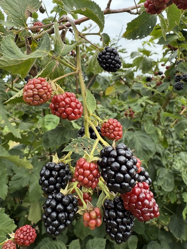Cedar Creek Produce