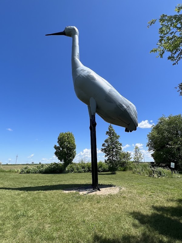 Sandy - The World's Largest Sandhill Crane