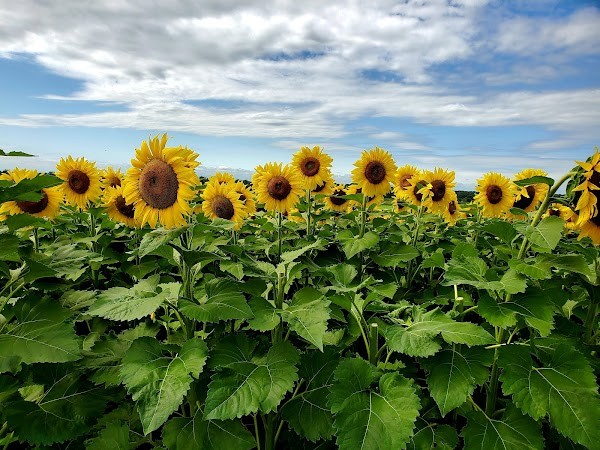 A & T Farms
