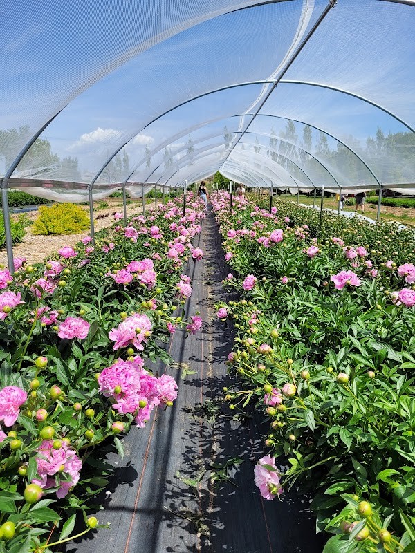 Garden Sweet