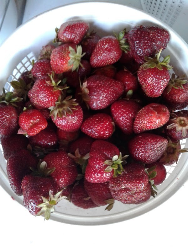 Marcum Farms