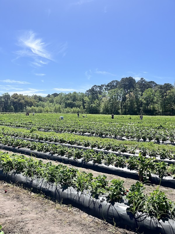 DEMPSEY FARMS UPICK