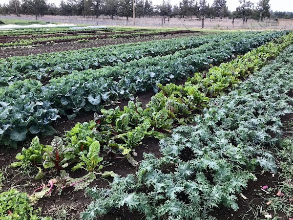 Sungrounded Farm