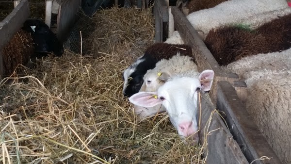 Shepherd's Way Farms