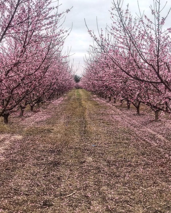 Penton Farms