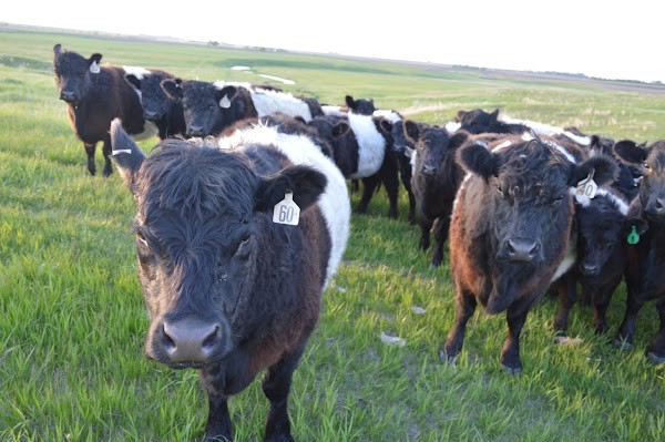 Svec Farm