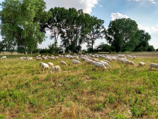 MG Honor Farms