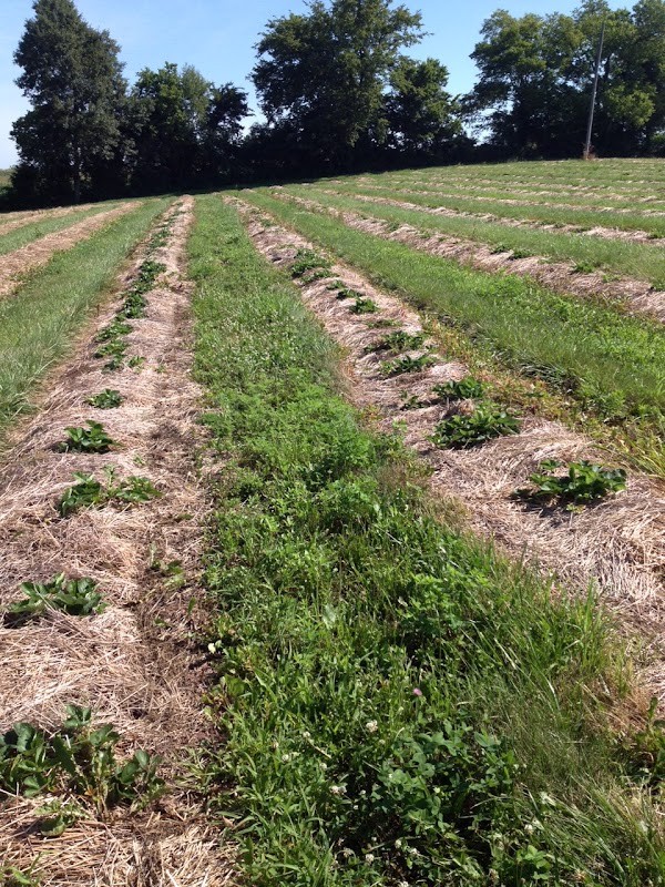 Fairfield Fruits